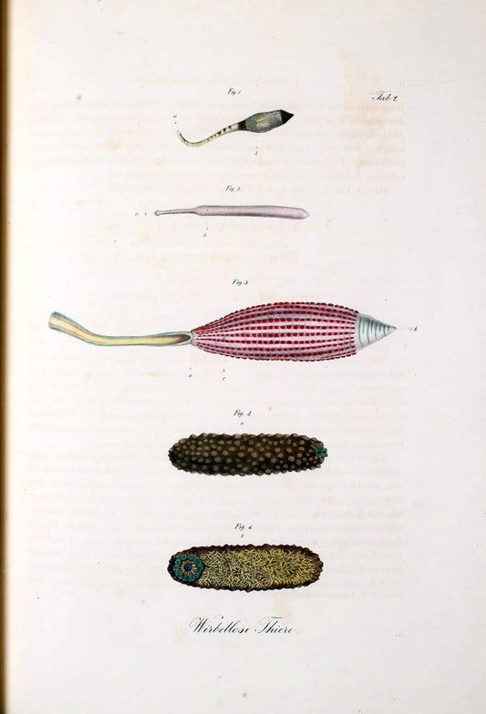 Atlas zu der Reise im nÃ¶rdlichen Afrika /.Frankfurt am Main :Gedruckt und in Commission bei Heinr. Ludw. BrÃ¶nner,1826-1828.. |  | Vintage Print Reproduction 459782