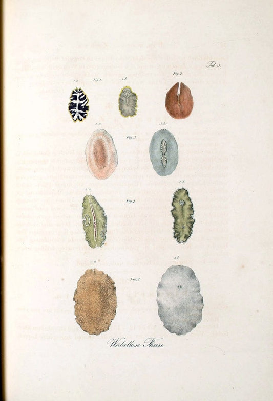 Atlas zu der Reise im nÃ¶rdlichen Afrika /.Frankfurt am Main :Gedruckt und in Commission bei Heinr. Ludw. BrÃ¶nner,1826-1828.. |  | Vintage Print Reproduction 459783