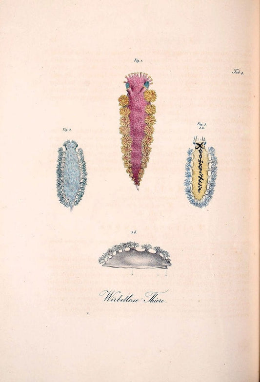 Atlas zu der Reise im nÃ¶rdlichen Afrika /.Frankfurt am Main :Gedruckt und in Commission bei Heinr. Ludw. BrÃ¶nner,1826-1828.. |  | Vintage Print Reproduction 459784