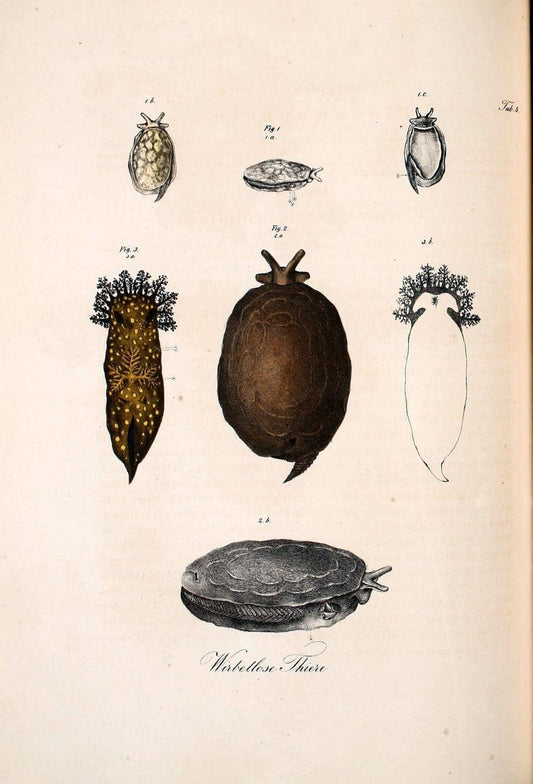 Atlas zu der Reise im nÃ¶rdlichen Afrika /.Frankfurt am Main :Gedruckt und in Commission bei Heinr. Ludw. BrÃ¶nner,1826-1828.. |  | Vintage Print Reproduction 459785
