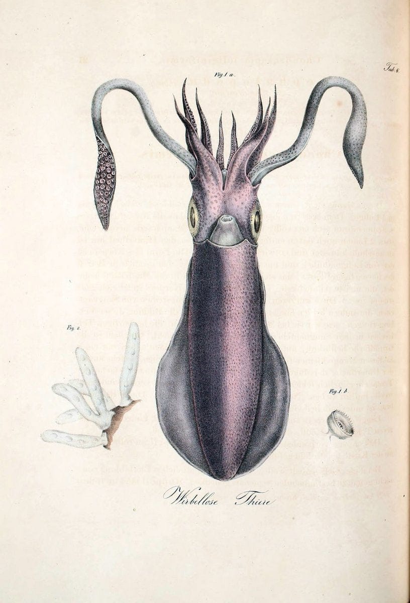 Atlas zu der Reise im nÃ¶rdlichen Afrika /.Frankfurt am Main :Gedruckt und in Commission bei Heinr. Ludw. BrÃ¶nner,1826-1828.. |  | Vintage Print Reproduction 459786