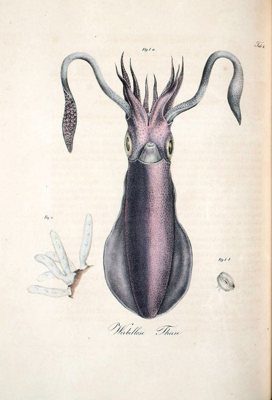 Atlas zu der Reise im nÃ¶rdlichen Afrika /.Frankfurt am Main :Gedruckt und in Commission bei Heinr. Ludw. BrÃ¶nner,1826-1828.. |  | Vintage Print Reproduction 459786