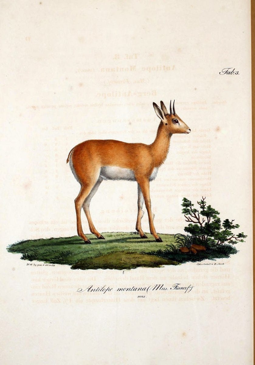 Atlas zu der Reise im nÃ¶rdlichen Afrika /.Frankfurt am Main :Gedruckt und in Commission bei Heinr. Ludw. BrÃ¶nner,1826-1828.. |  | Vintage Print Reproduction 459787