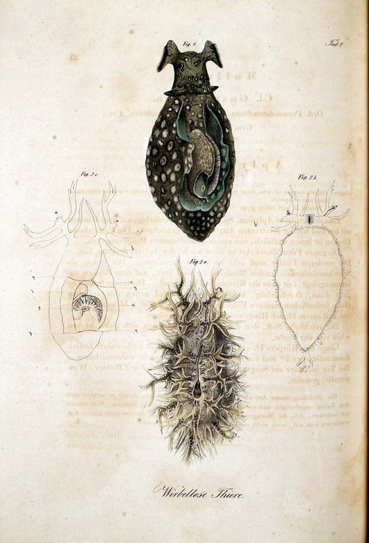 Atlas zu der Reise im nÃ¶rdlichen Afrika /.Frankfurt am Main :Gedruckt und in Commission bei Heinr. Ludw. BrÃ¶nner,1826-1828.. |  | Vintage Print Reproduction 459788