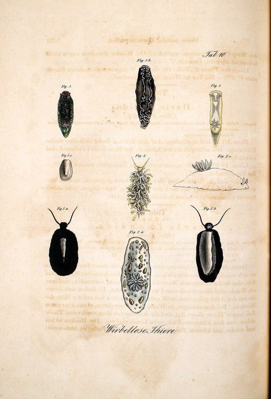 Atlas zu der Reise im nÃ¶rdlichen Afrika /.Frankfurt am Main :Gedruckt und in Commission bei Heinr. Ludw. BrÃ¶nner,1826-1828.. |  | Vintage Print Reproduction 459791