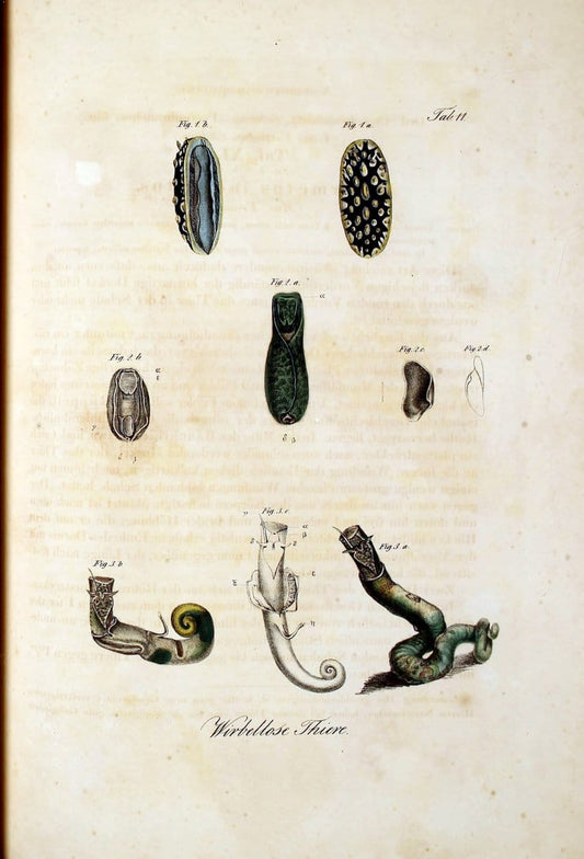 Atlas zu der Reise im nÃ¶rdlichen Afrika /.Frankfurt am Main :Gedruckt und in Commission bei Heinr. Ludw. BrÃ¶nner,1826-1828.. |  | Vintage Print Reproduction 459792