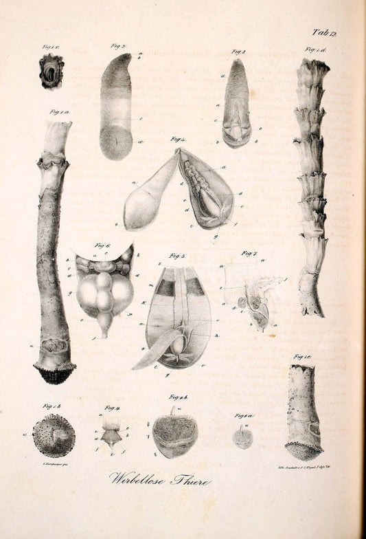 Atlas zu der Reise im nÃ¶rdlichen Afrika /.Frankfurt am Main :Gedruckt und in Commission bei Heinr. Ludw. BrÃ¶nner,1826-1828.. |  | Vintage Print Reproduction 459793