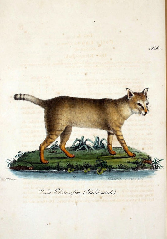 Atlas zu der Reise im nÃ¶rdlichen Afrika /.Frankfurt am Main :Gedruckt und in Commission bei Heinr. Ludw. BrÃ¶nner,1826-1828.. |  | Vintage Print Reproduction 459794