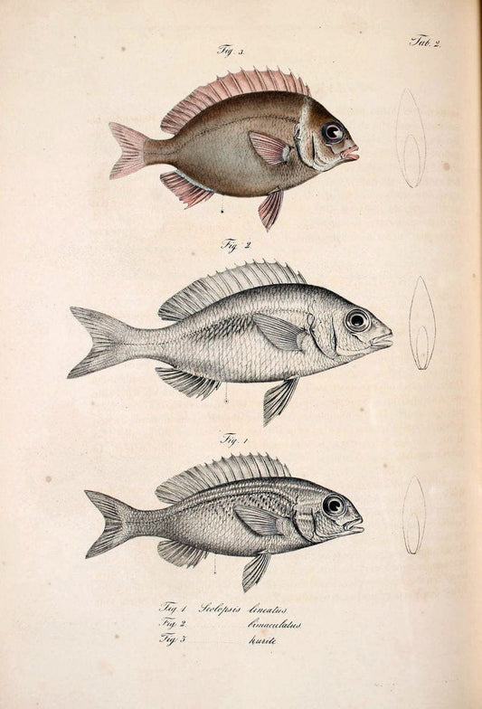 Atlas zu der Reise im nÃ¶rdlichen Afrika /.Frankfurt am Main :Gedruckt und in Commission bei Heinr. Ludw. BrÃ¶nner,1826-1828.. |  | Vintage Print Reproduction 459796