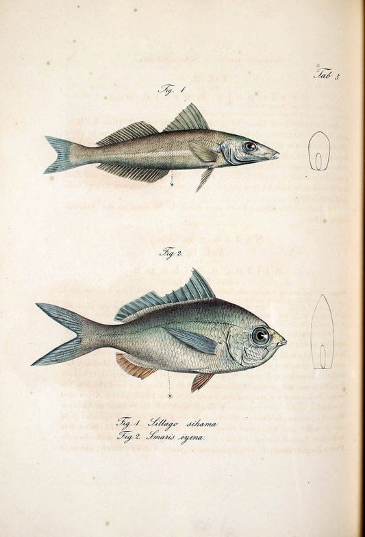 Atlas zu der Reise im nÃ¶rdlichen Afrika /.Frankfurt am Main :Gedruckt und in Commission bei Heinr. Ludw. BrÃ¶nner,1826-1828.. |  | Vintage Print Reproduction 459797