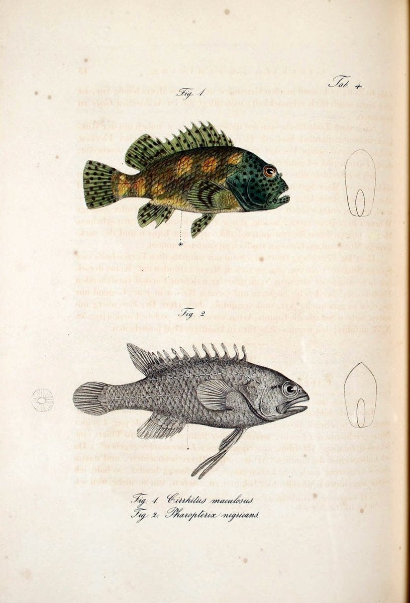 Atlas zu der Reise im nÃ¶rdlichen Afrika /.Frankfurt am Main :Gedruckt und in Commission bei Heinr. Ludw. BrÃ¶nner,1826-1828.. |  | Vintage Print Reproduction 459798