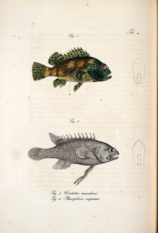 Atlas zu der Reise im nÃ¶rdlichen Afrika /.Frankfurt am Main :Gedruckt und in Commission bei Heinr. Ludw. BrÃ¶nner,1826-1828.. |  | Vintage Print Reproduction 459798