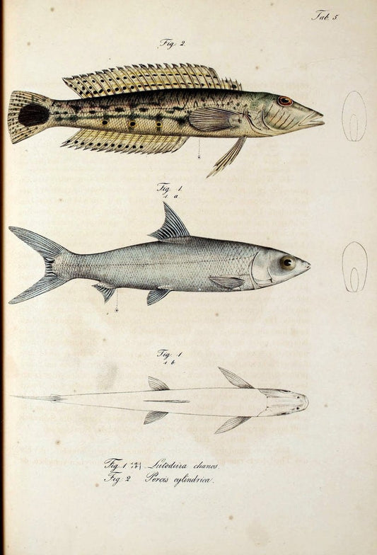 Atlas zu der Reise im nÃ¶rdlichen Afrika /.Frankfurt am Main :Gedruckt und in Commission bei Heinr. Ludw. BrÃ¶nner,1826-1828.. |  | Vintage Print Reproduction 459799
