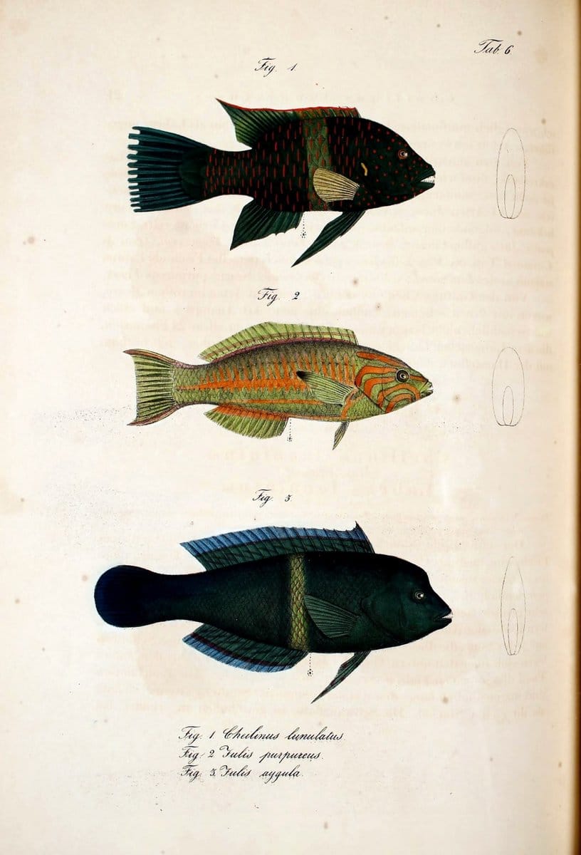 Atlas zu der Reise im nÃ¶rdlichen Afrika /.Frankfurt am Main :Gedruckt und in Commission bei Heinr. Ludw. BrÃ¶nner,1826-1828.. |  | Vintage Print Reproduction 459800