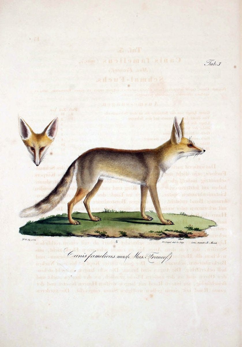 Atlas zu der Reise im nÃ¶rdlichen Afrika /.Frankfurt am Main :Gedruckt und in Commission bei Heinr. Ludw. BrÃ¶nner,1826-1828.. |  | Vintage Print Reproduction 459801