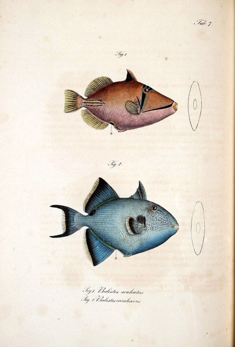 Atlas zu der Reise im nÃ¶rdlichen Afrika /.Frankfurt am Main :Gedruckt und in Commission bei Heinr. Ludw. BrÃ¶nner,1826-1828.. |  | Vintage Print Reproduction 459802