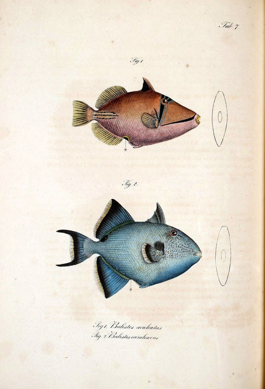 Atlas zu der Reise im nÃ¶rdlichen Afrika /.Frankfurt am Main :Gedruckt und in Commission bei Heinr. Ludw. BrÃ¶nner,1826-1828.. |  | Vintage Print Reproduction 459802