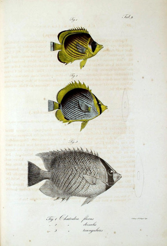 Atlas zu der Reise im nÃ¶rdlichen Afrika /.Frankfurt am Main :Gedruckt und in Commission bei Heinr. Ludw. BrÃ¶nner,1826-1828.. |  | Vintage Print Reproduction 459804