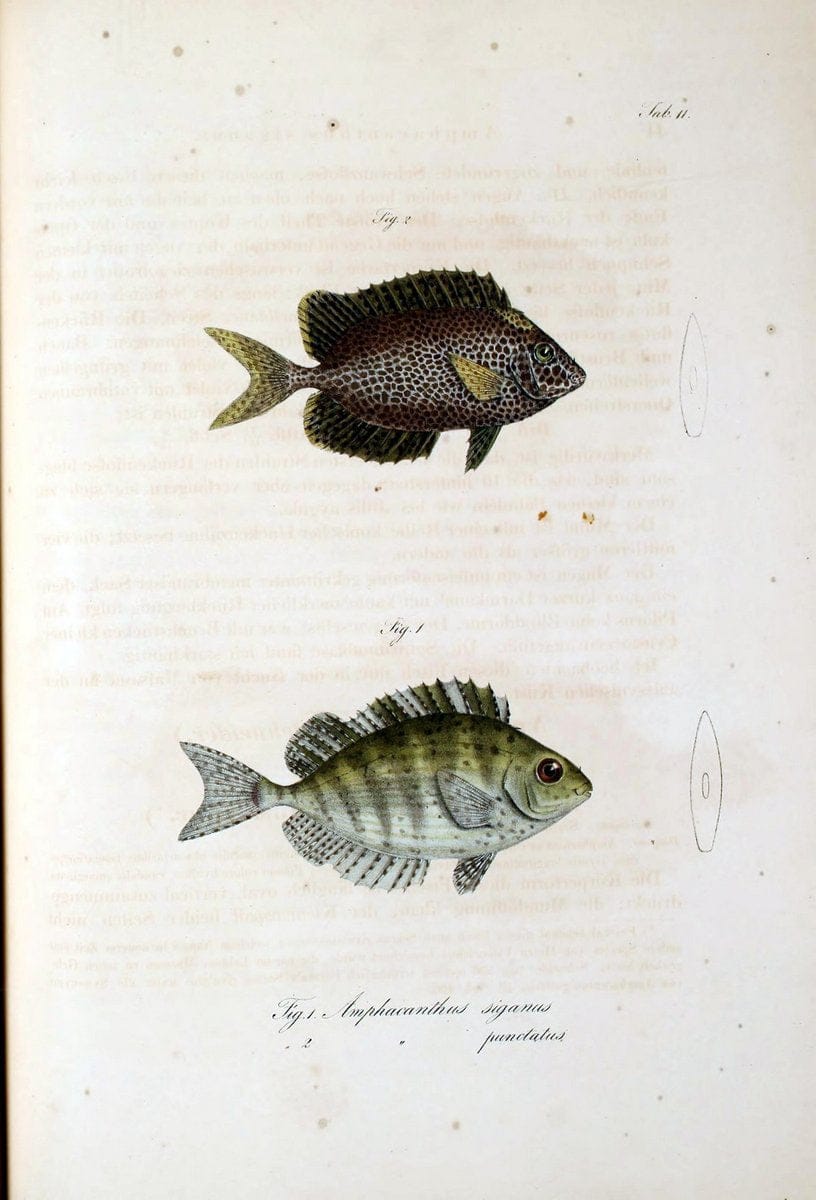 Atlas zu der Reise im nÃ¶rdlichen Afrika /.Frankfurt am Main :Gedruckt und in Commission bei Heinr. Ludw. BrÃ¶nner,1826-1828.. |  | Vintage Print Reproduction 459806