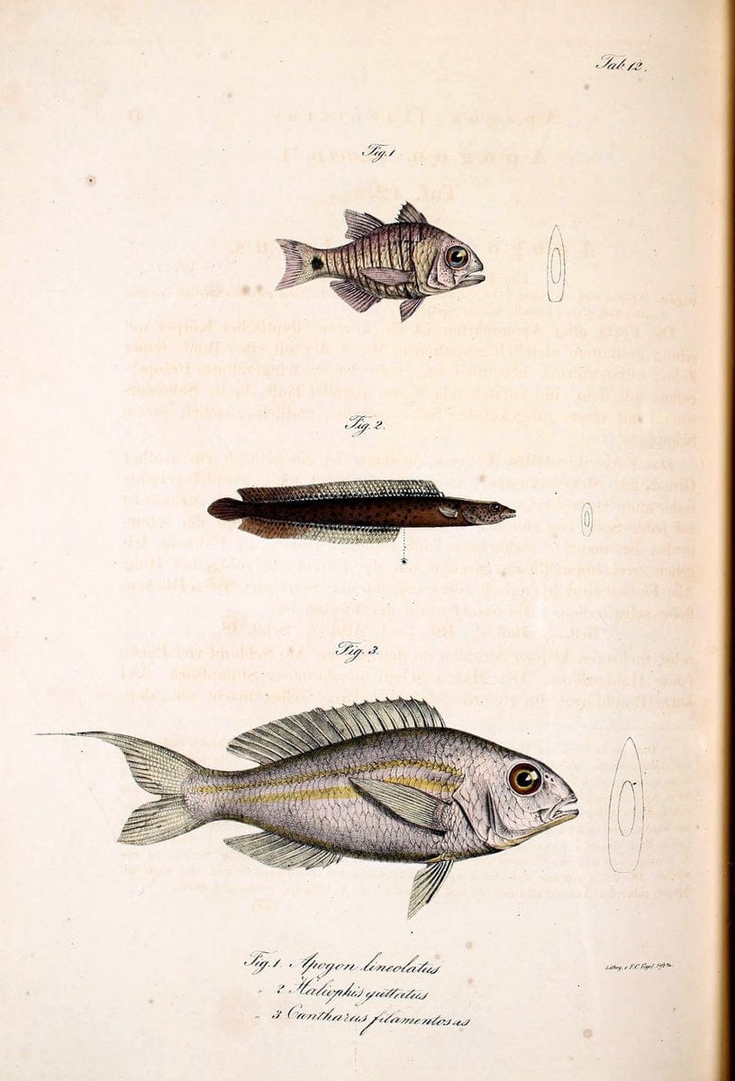 Atlas zu der Reise im nÃ¶rdlichen Afrika /.Frankfurt am Main :Gedruckt und in Commission bei Heinr. Ludw. BrÃ¶nner,1826-1828.. |  | Vintage Print Reproduction 459807