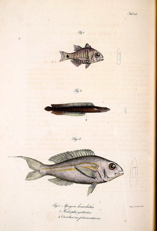 Atlas zu der Reise im nÃ¶rdlichen Afrika /.Frankfurt am Main :Gedruckt und in Commission bei Heinr. Ludw. BrÃ¶nner,1826-1828.. |  | Vintage Print Reproduction 459807