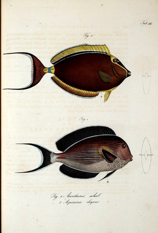 Atlas zu der Reise im nÃ¶rdlichen Afrika /.Frankfurt am Main :Gedruckt und in Commission bei Heinr. Ludw. BrÃ¶nner,1826-1828.. |  | Vintage Print Reproduction 459811