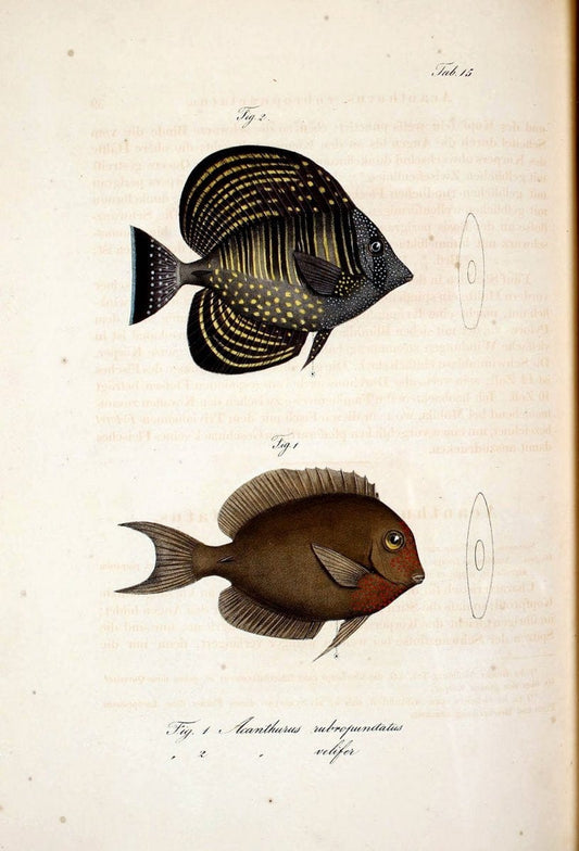 Atlas zu der Reise im nÃ¶rdlichen Afrika /.Frankfurt am Main :Gedruckt und in Commission bei Heinr. Ludw. BrÃ¶nner,1826-1828.. |  | Vintage Print Reproduction 459812
