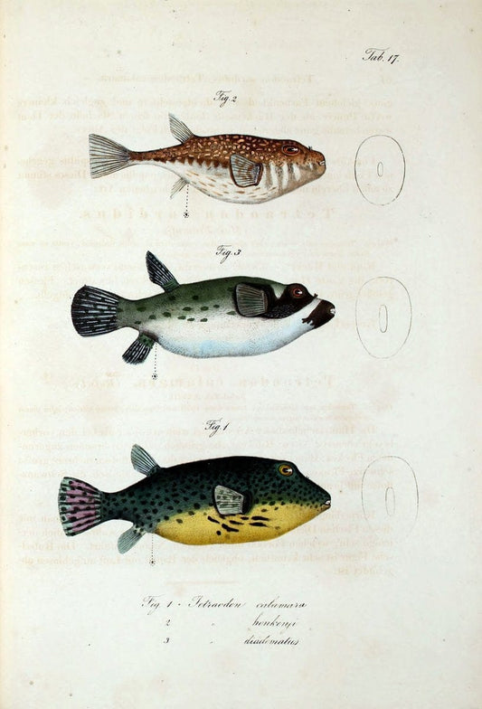 Atlas zu der Reise im nÃ¶rdlichen Afrika /.Frankfurt am Main :Gedruckt und in Commission bei Heinr. Ludw. BrÃ¶nner,1826-1828.. |  | Vintage Print Reproduction 459813