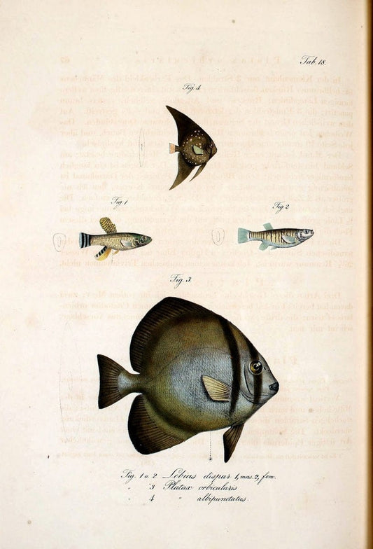 Atlas zu der Reise im nÃ¶rdlichen Afrika /.Frankfurt am Main :Gedruckt und in Commission bei Heinr. Ludw. BrÃ¶nner,1826-1828.. |  | Vintage Print Reproduction 459814