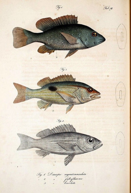 Atlas zu der Reise im nÃ¶rdlichen Afrika /.Frankfurt am Main :Gedruckt und in Commission bei Heinr. Ludw. BrÃ¶nner,1826-1828.. |  | Vintage Print Reproduction 459815