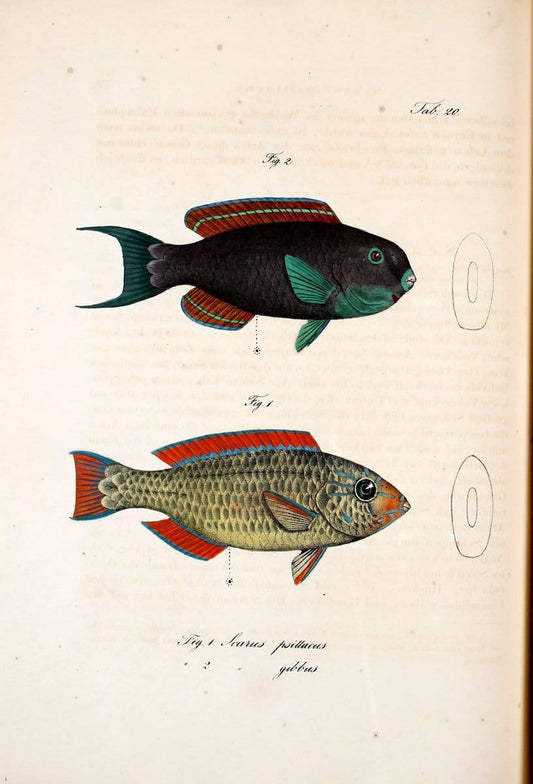 Atlas zu der Reise im nÃ¶rdlichen Afrika /.Frankfurt am Main :Gedruckt und in Commission bei Heinr. Ludw. BrÃ¶nner,1826-1828.. |  | Vintage Print Reproduction 459816