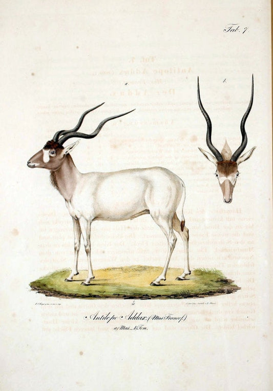 Atlas zu der Reise im nÃ¶rdlichen Afrika /.Frankfurt am Main :Gedruckt und in Commission bei Heinr. Ludw. BrÃ¶nner,1826-1828.. |  | Vintage Print Reproduction 459817