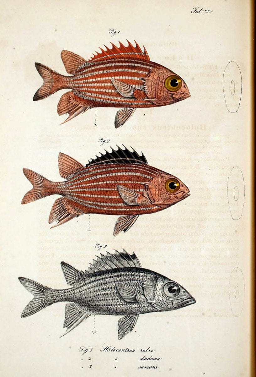 Atlas zu der Reise im nÃ¶rdlichen Afrika /.Frankfurt am Main :Gedruckt und in Commission bei Heinr. Ludw. BrÃ¶nner,1826-1828.. |  | Vintage Print Reproduction 459819