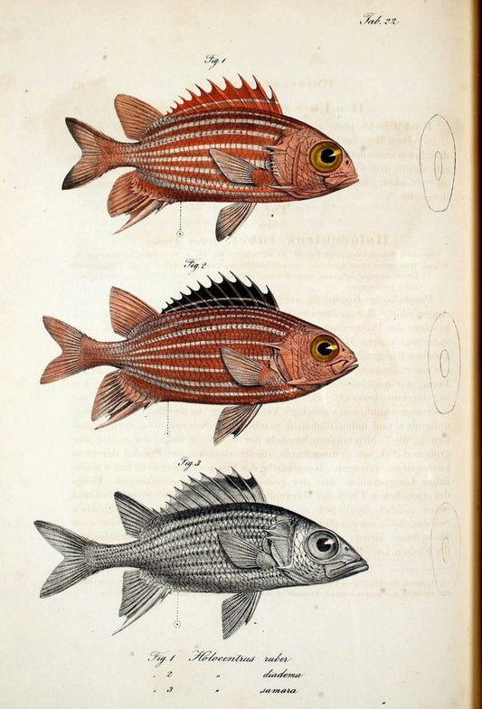 Atlas zu der Reise im nÃ¶rdlichen Afrika /.Frankfurt am Main :Gedruckt und in Commission bei Heinr. Ludw. BrÃ¶nner,1826-1828.. |  | Vintage Print Reproduction 459819