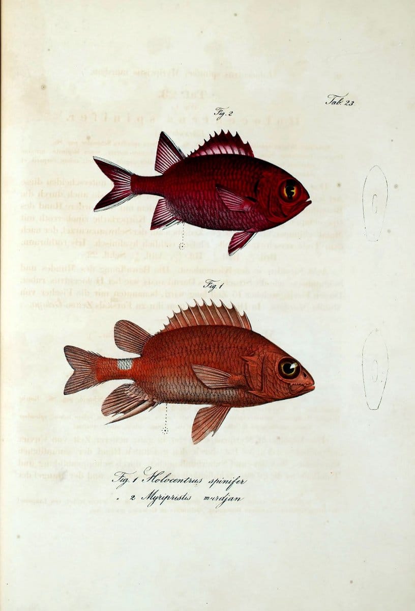 Atlas zu der Reise im nÃ¶rdlichen Afrika /.Frankfurt am Main :Gedruckt und in Commission bei Heinr. Ludw. BrÃ¶nner,1826-1828.. |  | Vintage Print Reproduction 459820