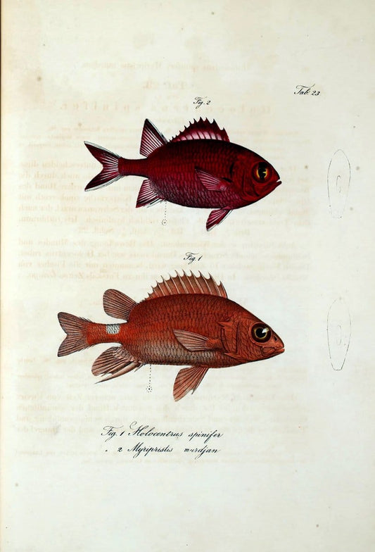 Atlas zu der Reise im nÃ¶rdlichen Afrika /.Frankfurt am Main :Gedruckt und in Commission bei Heinr. Ludw. BrÃ¶nner,1826-1828.. |  | Vintage Print Reproduction 459820