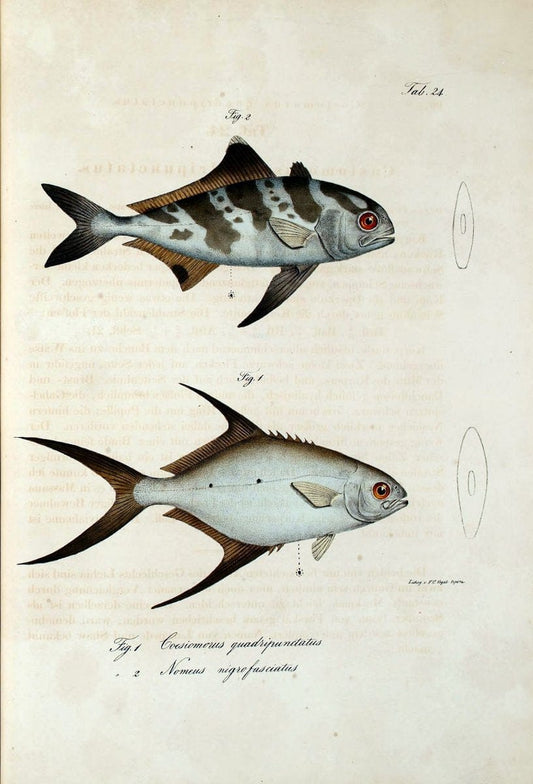 Atlas zu der Reise im nÃ¶rdlichen Afrika /.Frankfurt am Main :Gedruckt und in Commission bei Heinr. Ludw. BrÃ¶nner,1826-1828.. |  | Vintage Print Reproduction 459821