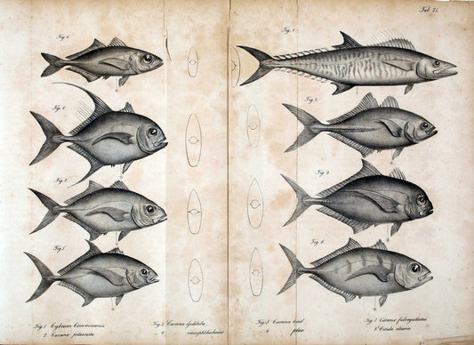 Atlas zu der Reise im nÃ¶rdlichen Afrika /.Frankfurt am Main :Gedruckt und in Commission bei Heinr. Ludw. BrÃ¶nner,1826-1828.. |  | Vintage Print Reproduction 459822