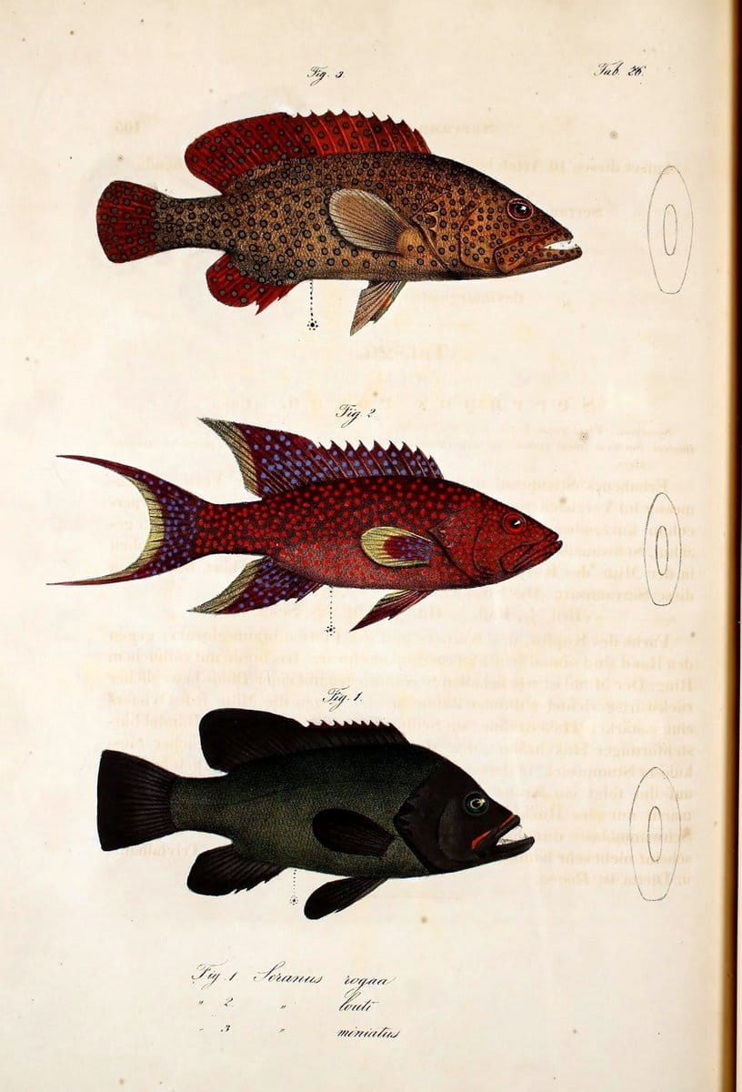 Atlas zu der Reise im nÃ¶rdlichen Afrika /.Frankfurt am Main :Gedruckt und in Commission bei Heinr. Ludw. BrÃ¶nner,1826-1828.. |  | Vintage Print Reproduction 459823