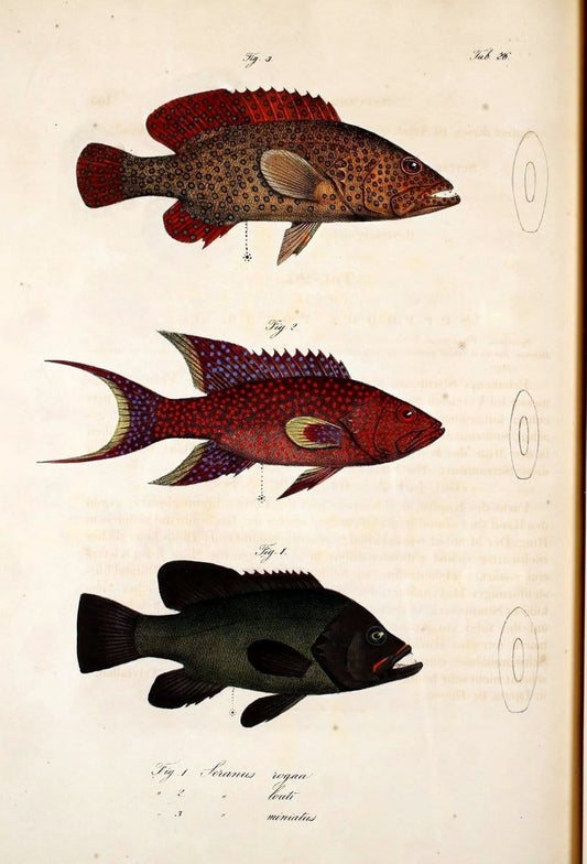Atlas zu der Reise im nÃ¶rdlichen Afrika /.Frankfurt am Main :Gedruckt und in Commission bei Heinr. Ludw. BrÃ¶nner,1826-1828.. |  | Vintage Print Reproduction 459823