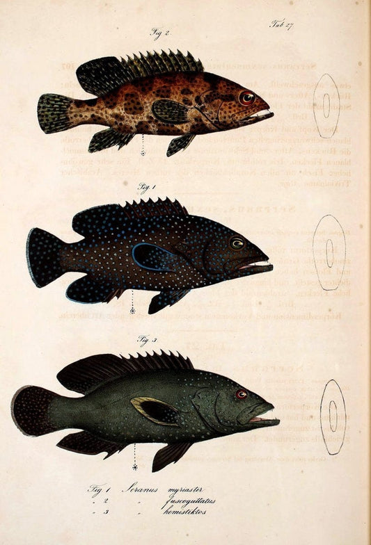 Atlas zu der Reise im nÃ¶rdlichen Afrika /.Frankfurt am Main :Gedruckt und in Commission bei Heinr. Ludw. BrÃ¶nner,1826-1828.. |  | Vintage Print Reproduction 459824