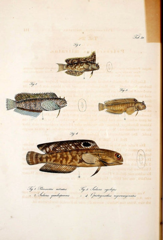 Atlas zu der Reise im nÃ¶rdlichen Afrika /.Frankfurt am Main :Gedruckt und in Commission bei Heinr. Ludw. BrÃ¶nner,1826-1828.. |  | Vintage Print Reproduction 459825