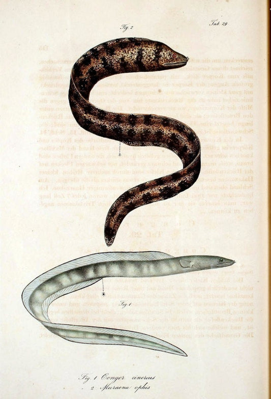 Atlas zu der Reise im nÃ¶rdlichen Afrika /.Frankfurt am Main :Gedruckt und in Commission bei Heinr. Ludw. BrÃ¶nner,1826-1828.. |  | Vintage Print Reproduction 459826