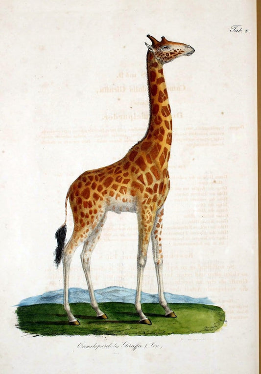 Atlas zu der Reise im nÃ¶rdlichen Afrika /.Frankfurt am Main :Gedruckt und in Commission bei Heinr. Ludw. BrÃ¶nner,1826-1828.. |  | Vintage Print Reproduction 459828