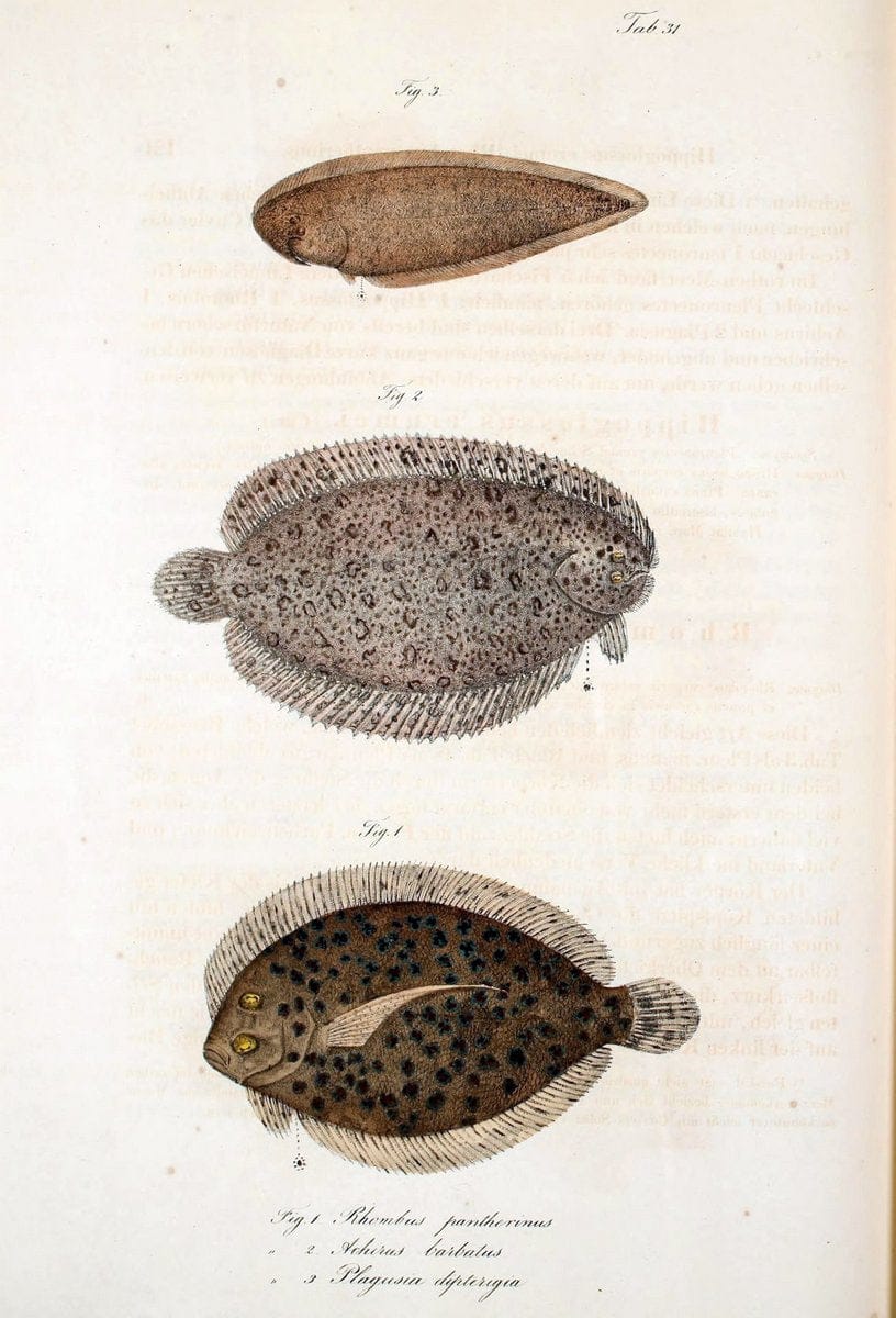 Atlas zu der Reise im nÃ¶rdlichen Afrika /.Frankfurt am Main :Gedruckt und in Commission bei Heinr. Ludw. BrÃ¶nner,1826-1828.. |  | Vintage Print Reproduction 459829