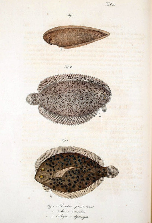 Atlas zu der Reise im nÃ¶rdlichen Afrika /.Frankfurt am Main :Gedruckt und in Commission bei Heinr. Ludw. BrÃ¶nner,1826-1828.. |  | Vintage Print Reproduction 459829
