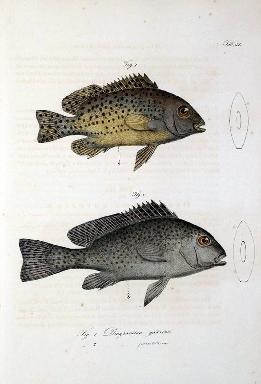 Atlas zu der Reise im nÃ¶rdlichen Afrika /.Frankfurt am Main :Gedruckt und in Commission bei Heinr. Ludw. BrÃ¶nner,1826-1828.. |  | Vintage Print Reproduction 459830