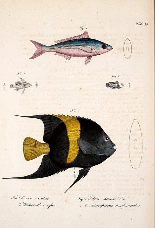 Atlas zu der Reise im nÃ¶rdlichen Afrika /.Frankfurt am Main :Gedruckt und in Commission bei Heinr. Ludw. BrÃ¶nner,1826-1828.. |  | Vintage Print Reproduction 459831
