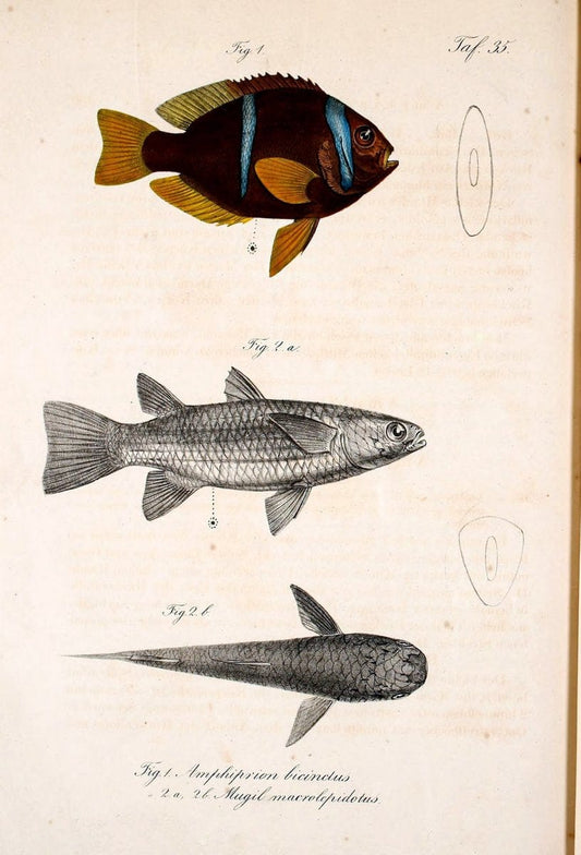 Atlas zu der Reise im nÃ¶rdlichen Afrika /.Frankfurt am Main :Gedruckt und in Commission bei Heinr. Ludw. BrÃ¶nner,1826-1828.. |  | Vintage Print Reproduction 459832