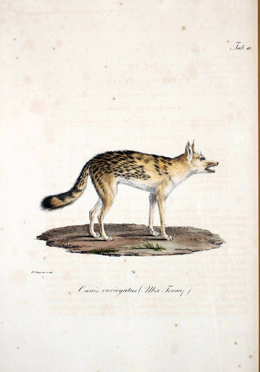 Atlas zu der Reise im nÃ¶rdlichen Afrika /.Frankfurt am Main :Gedruckt und in Commission bei Heinr. Ludw. BrÃ¶nner,1826-1828.. |  | Vintage Print Reproduction 459833